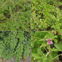 Lycium barbarum