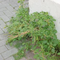 Amaranthus blitum subsp. pseudogracilis